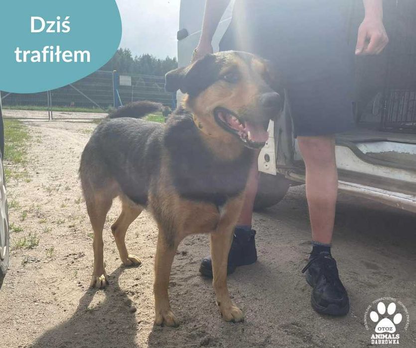 Znaleziono pieska ul. Staromiejska