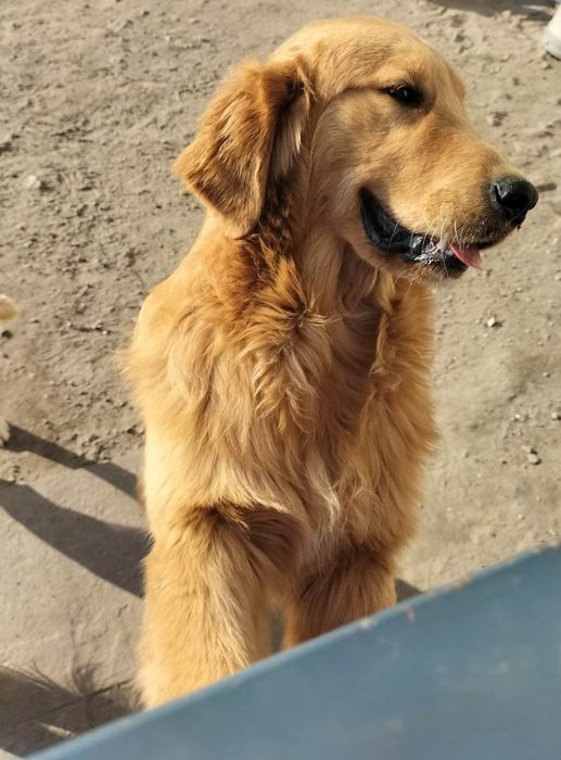 Szczenię Golden Retriever