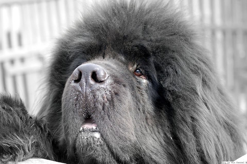 Продам щенков ньюфаундленда