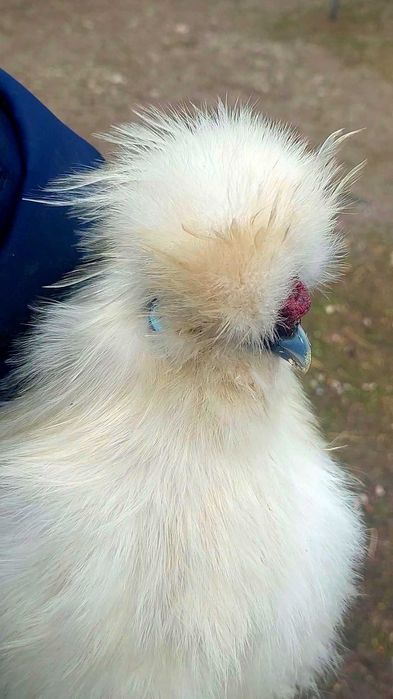 Китайський пуховий шовковий півник