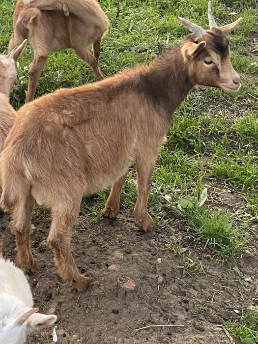 Cabrito macho 4 meses
