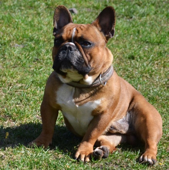 В'язка кобель французький бульдог FCI КСУ вязка