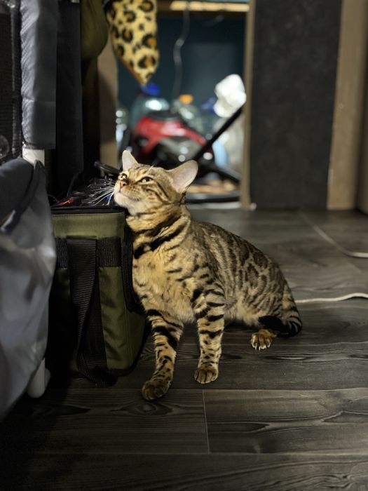 Бенгал вязка срочно бесплатно нужен мальчик