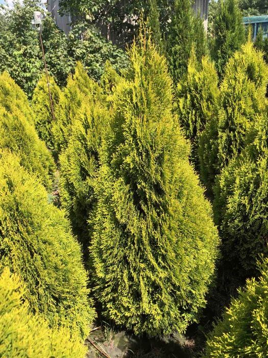 Туя смарагд, брабанд, ялівці та ін.