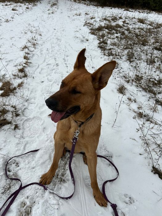 Wesoły i młody Scooby- adoptuj