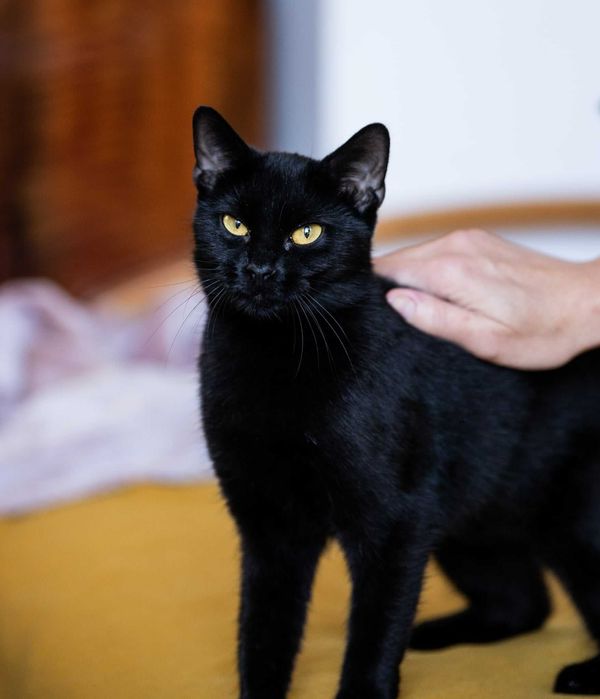 Kotka po przejściach szuka spokojnego domu