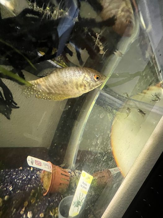 2 peixes tricogaster