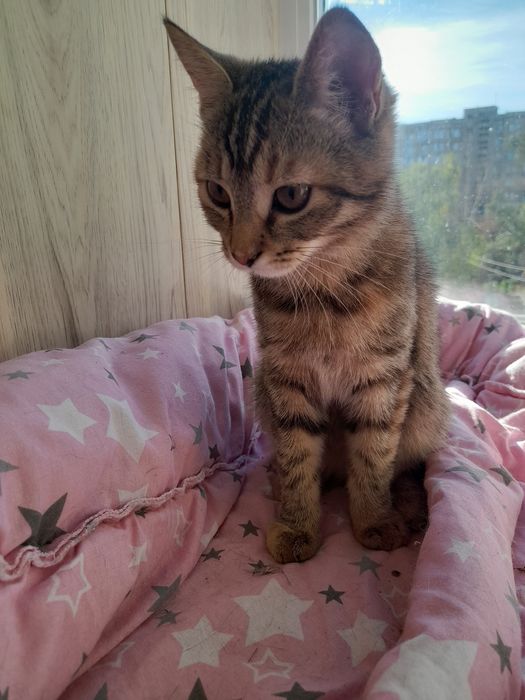 віддам в добрі руки кошенятко