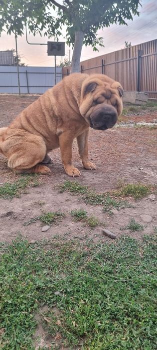 В'язка(злучка)Шарпея