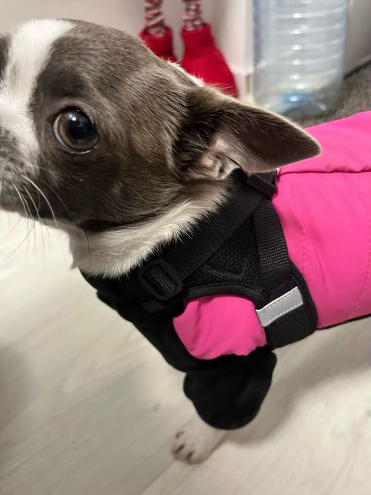 Шлея для маленьких порід собак та котів TRUELOVE шлейка