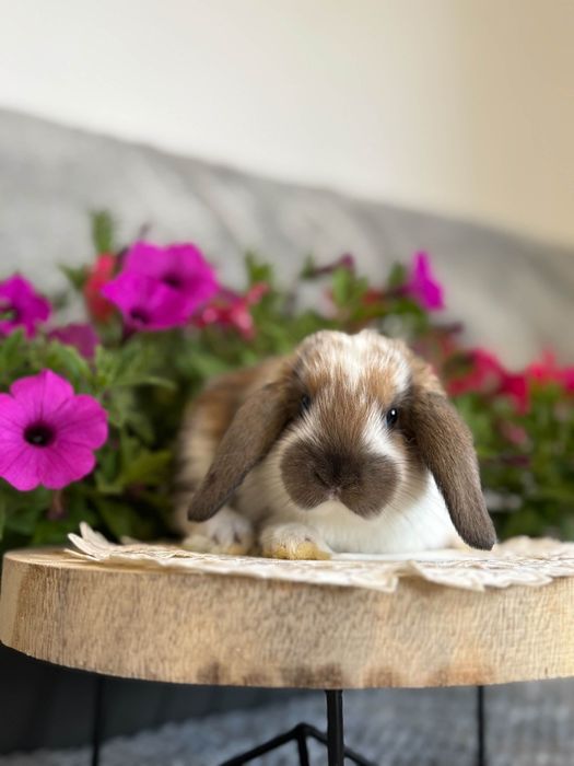 króliczki karzełki tedi miniaturki mini lopki