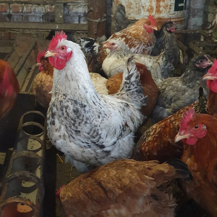 Продам 11 месячных петухов