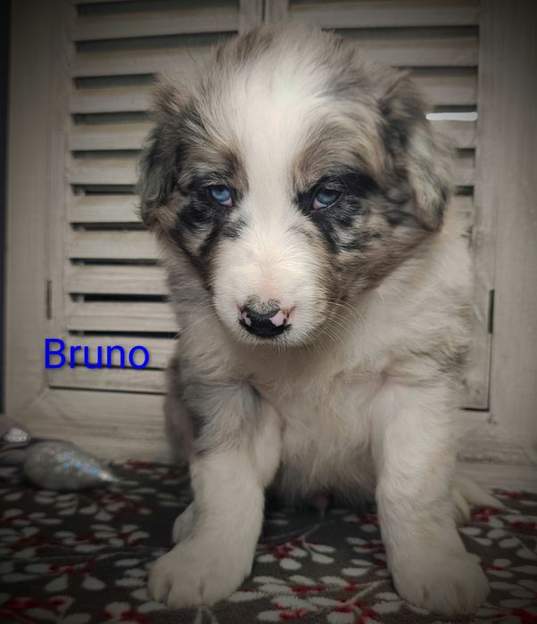 Border collie piesek Blue merle przebadani rodzice do odbioru