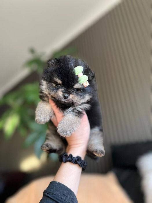 Spitz anão. Lulu da Pomerânia.Lop e Afixo .Mini . Black tan. Russo.