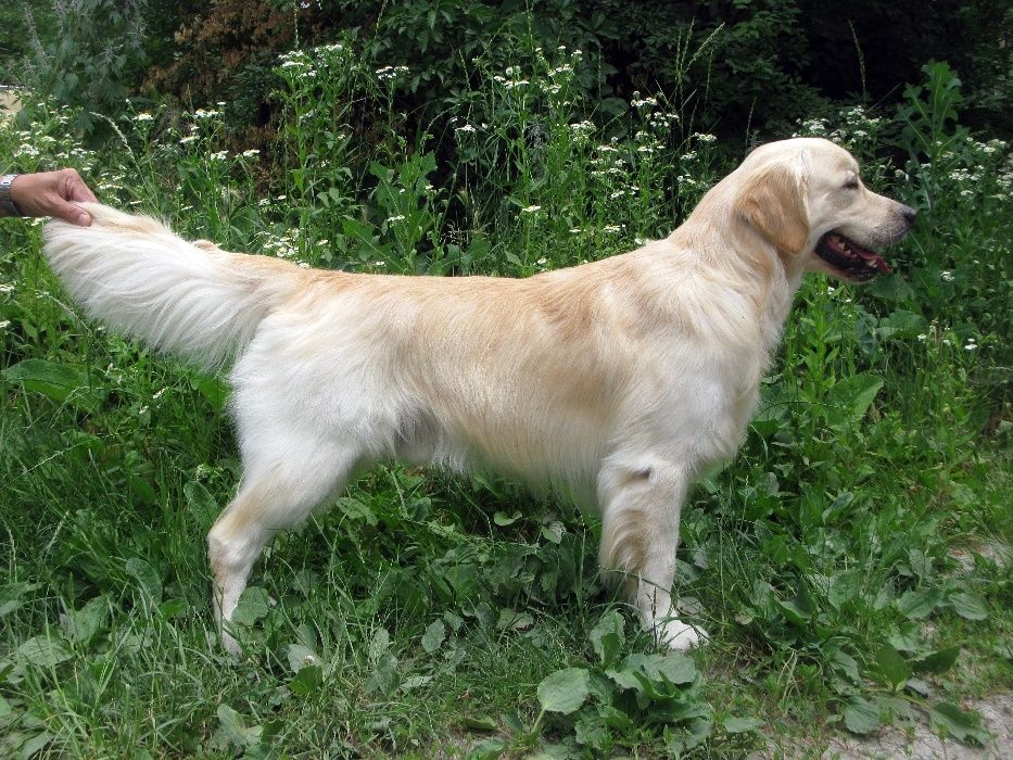 Золотистий ретривер, парування/вязка