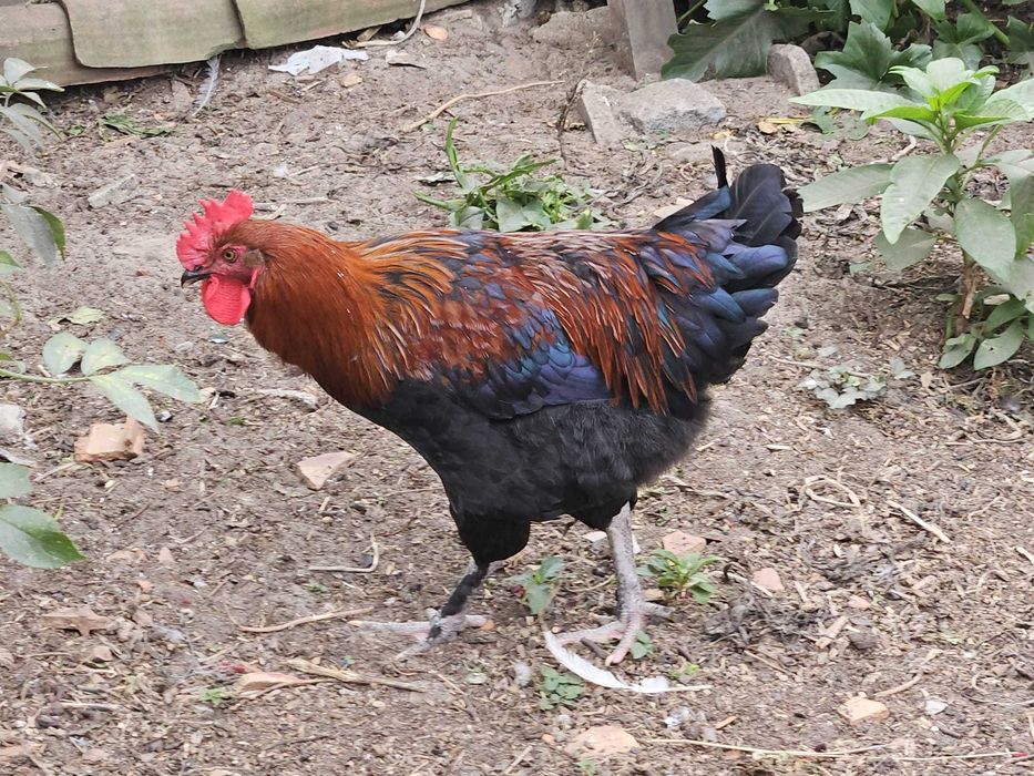 Jovem galo Marans Preto de Camal Cobreado
