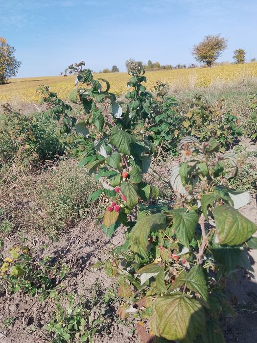 Саджанці малини сорту Полана