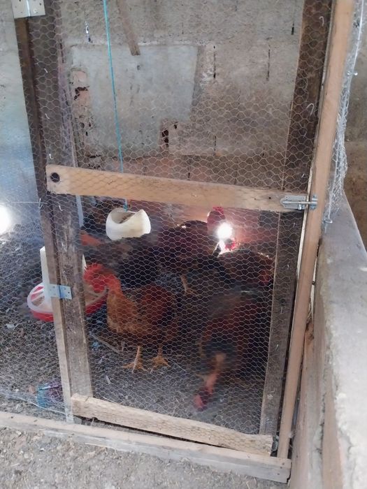 Vendo ovos galinhas de raca, Borregos