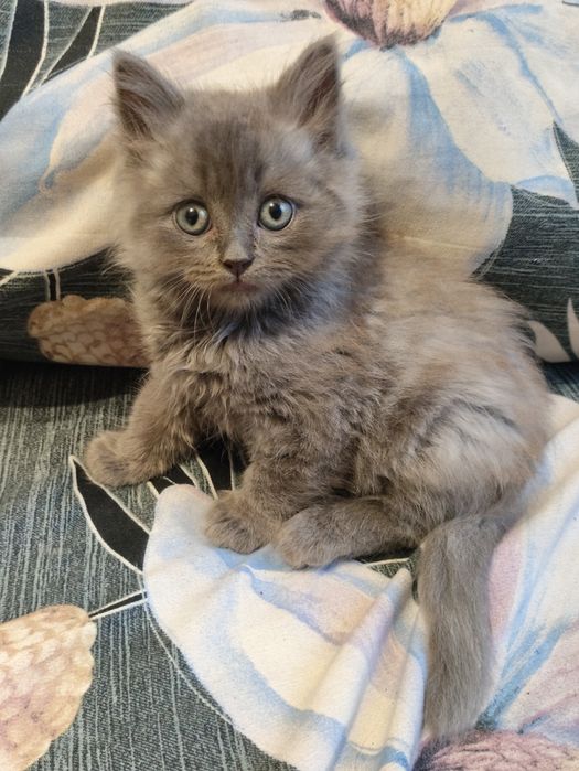 Британські кошенята