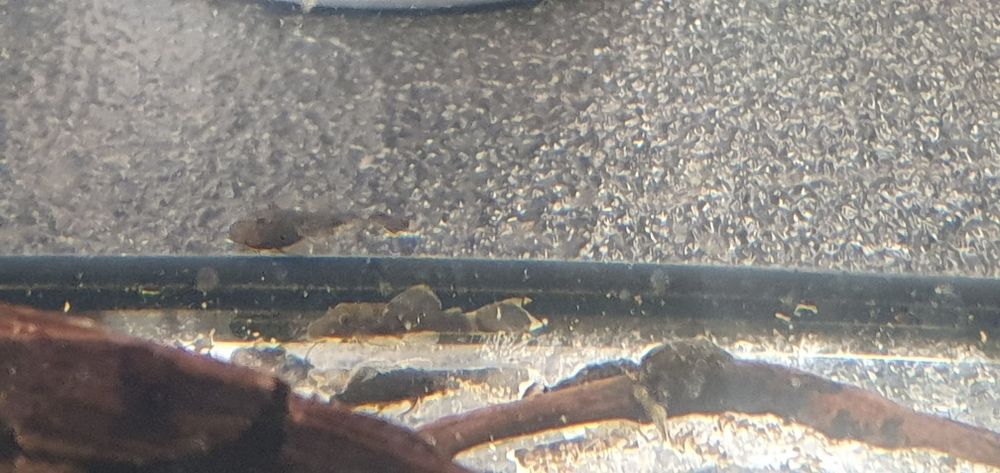 Zbrojnik Ancistrus  Green Dragon i Green Dragon albino krótka płetwa