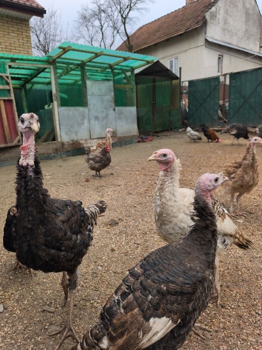 Індики молодняк різних порід