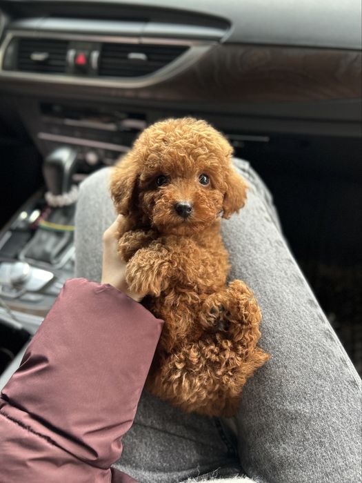 Малыш мальтипу ф2 Тедди мишка Киев