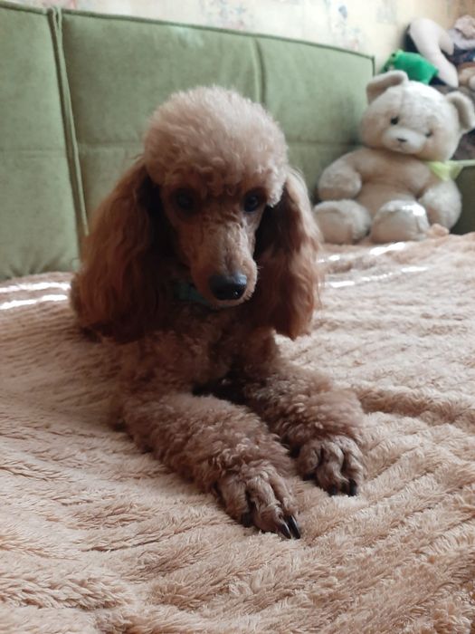 Вязка мальчика карликового пуделя. Харьков