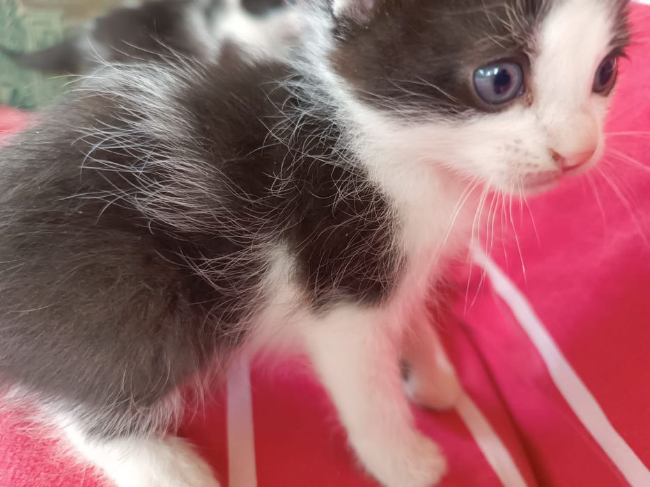 Кошенята шукають родини 1,5 міс