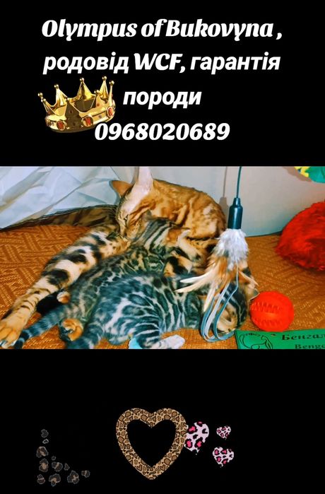 Документи про походження, гарантією породи