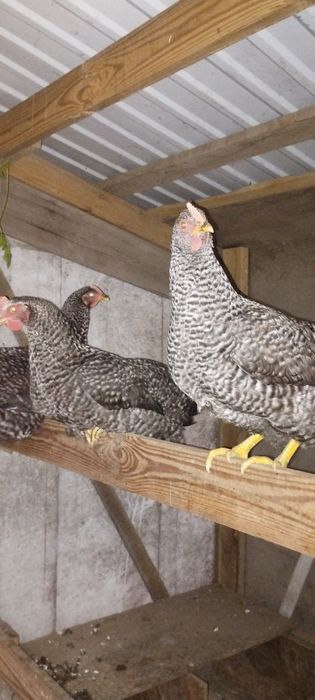 Кури несушки Ломан Сінді, Легорн