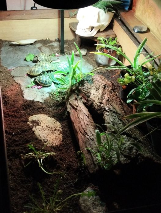Terrário  de madeira