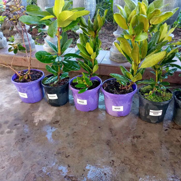 Дім сад город.Рододендрони