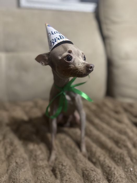 Лиловый тойчик ищет невесту