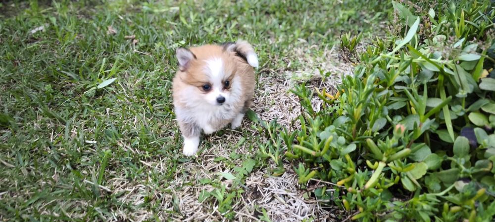 Spitz alemão anão Lulu da Pomerânia  criado em ambiente familiar dispo