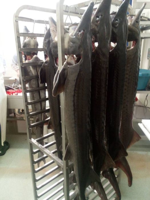 Великих розмірів осетр для  святкового столу виключно живий