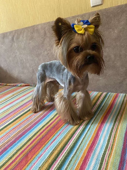 Йоркширский терьер миник вязка