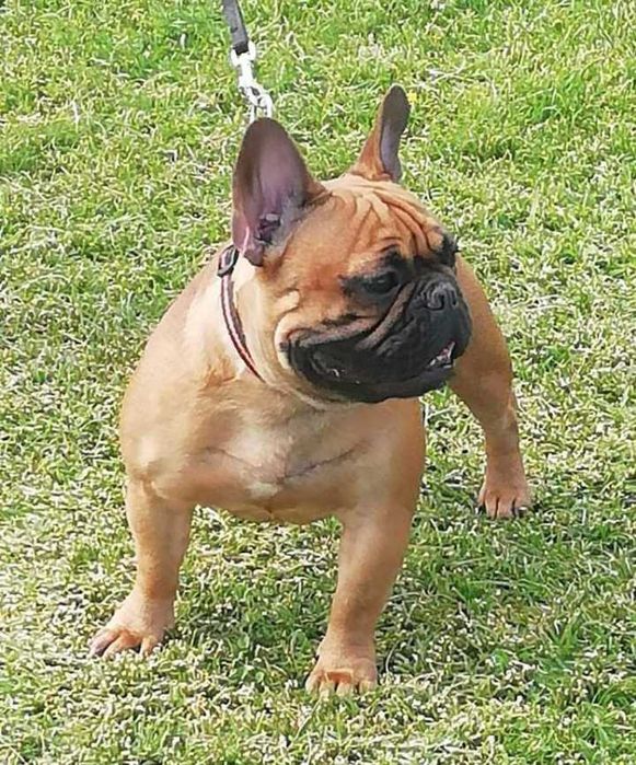 Bulldog Francês afixo Mayday Hill