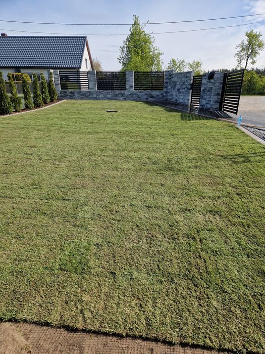 Trawa z Rolki 2 Gatunek