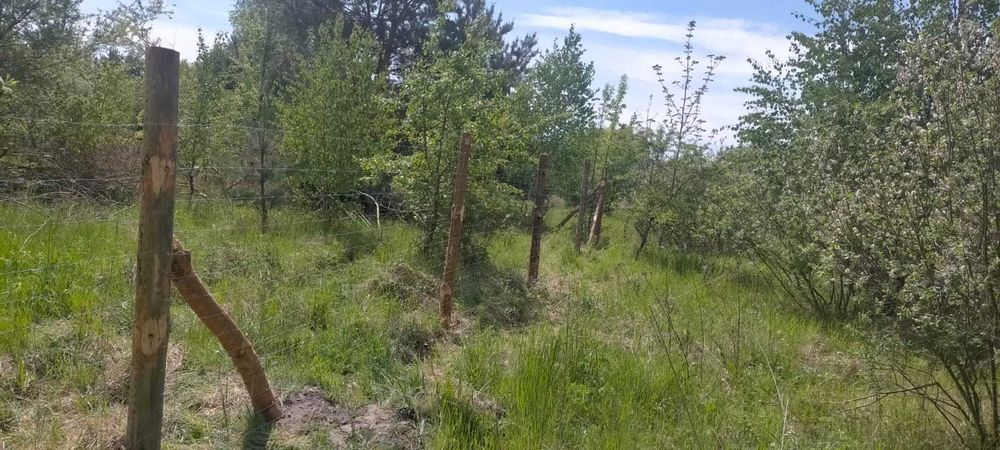 19zł.Ogrodzenie z Siatki Leśnej, usługi rębakiem, wycinka drzew