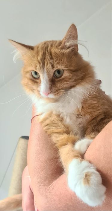 Kocurek w typie norweskich leśnych Leoś szuka domu...