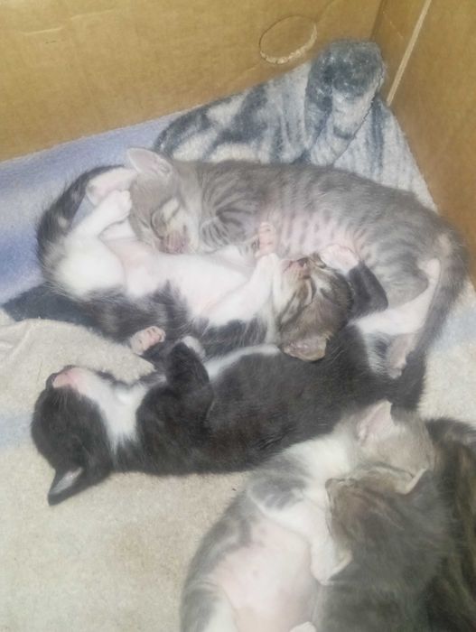 Gatinhos para doar