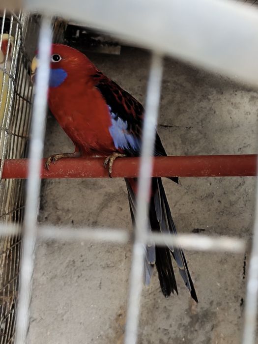 Vários tipos de aves