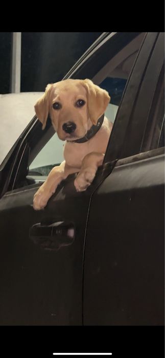 Лабрадор Ретрівер з документами