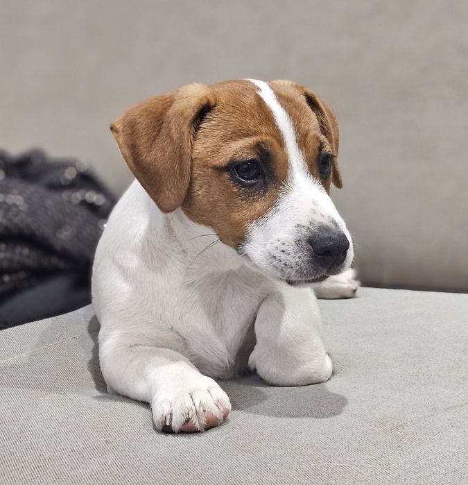 Suczka Jack Russell Terrier