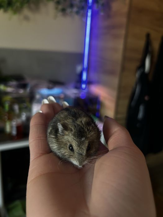 Chomik z klatka i jedzeniem