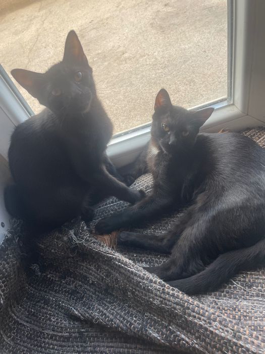 Dá-se 2 gatos para adoção responsável