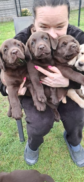 Labrador retriever szczeniak