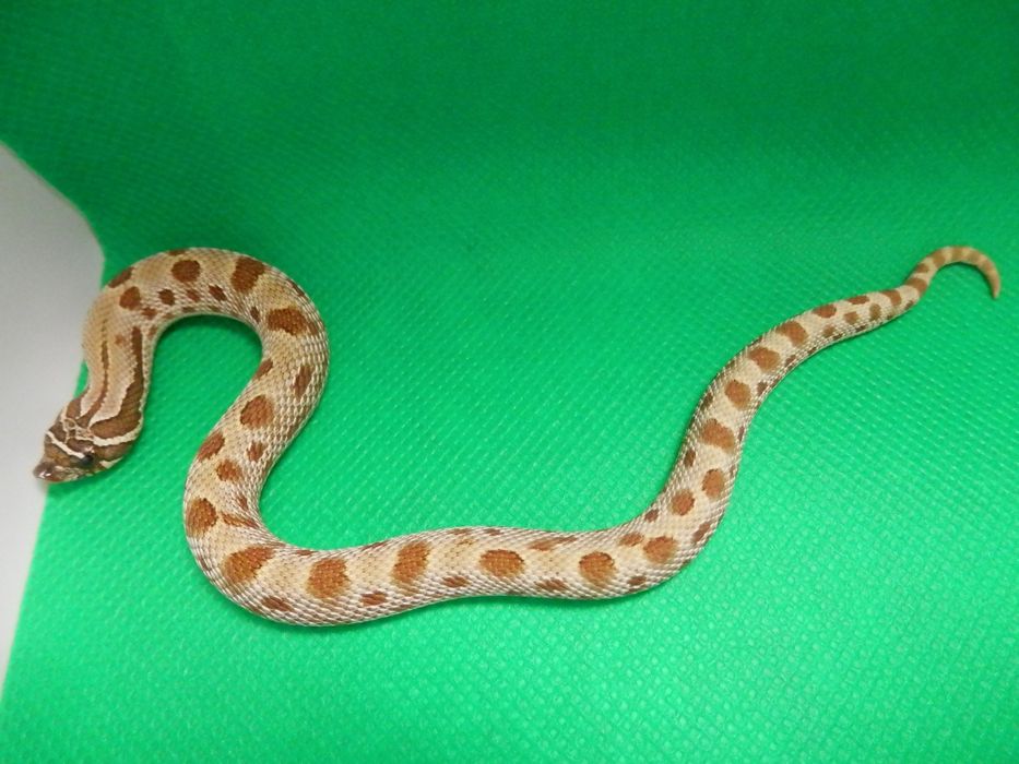 Heterodon zachodni   do końca lutego -20%