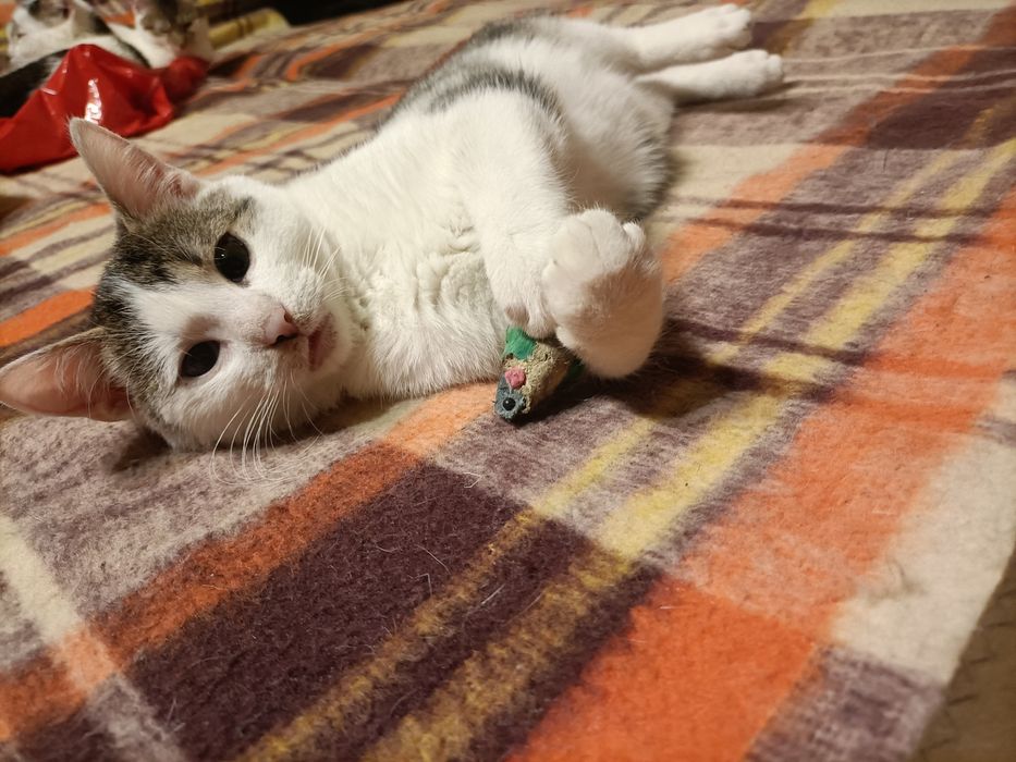 Puszysław do adopcji