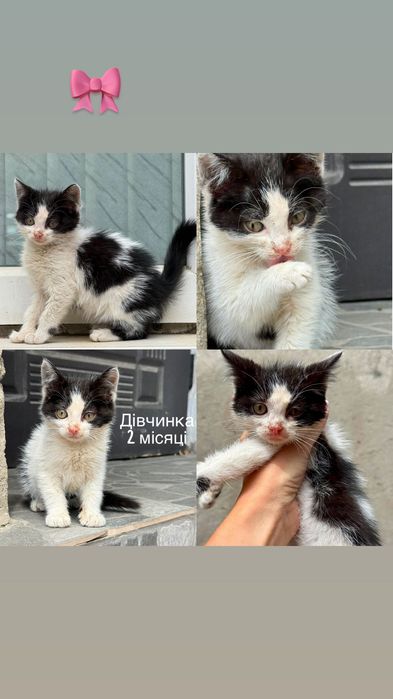 Много разных котят бесплатно